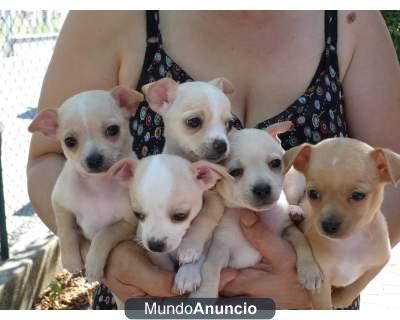 5 CACHORROS DE CHIHUAHUA 100 € POR 1 CACHORRO.