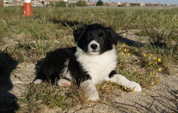 Border Collie nueva camada cachorros