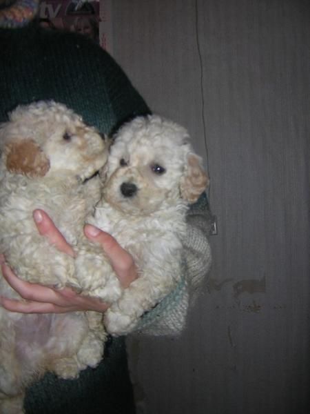 cachorrita de caniche toy blanca