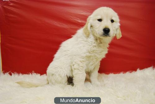 CACHORROS  de GOLDEN MADRID