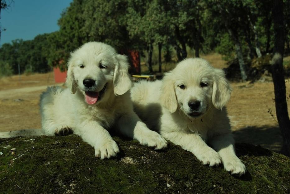 Cachorros de golden retriever