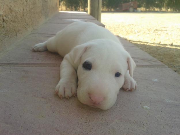 Camada de Bull Terrier en venta