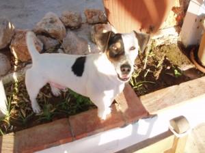 Jack Russell Terrier disponible,