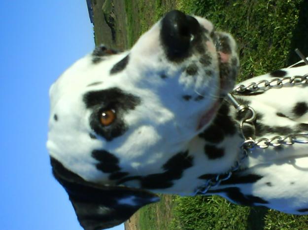 Macho dalmata con pedigree para montas