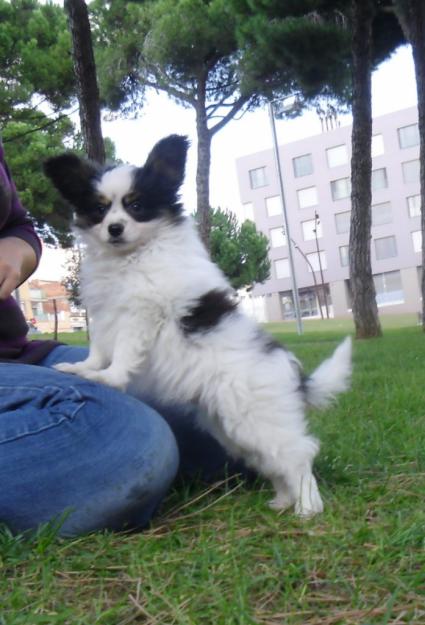 Papillon macho