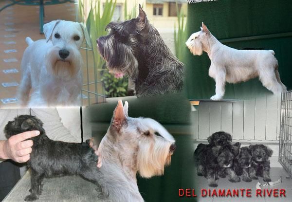 Schnauzer  miniatura