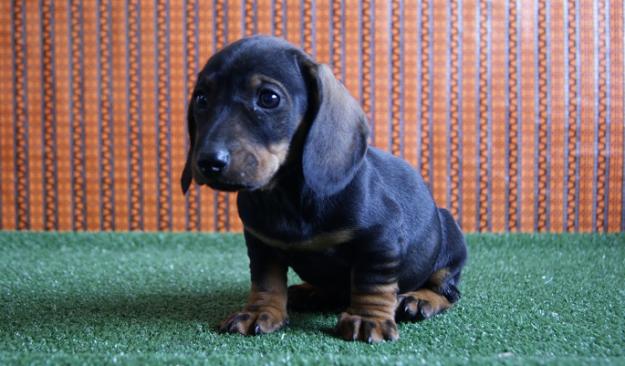 Teckel Miniatura cachorros de dos meses