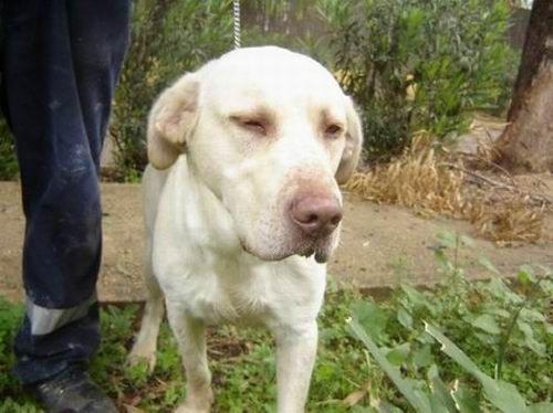 URGENTE!! LABRADOR JOVEN EN PERRERA SERÁ SACRIFICADO EL DÍA 15 SI NO ES ADOPTADO