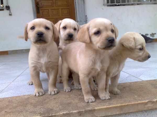 vendo labrador