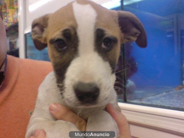 American Staffordshire Terrier, perros, cachorros, criadero, venta.