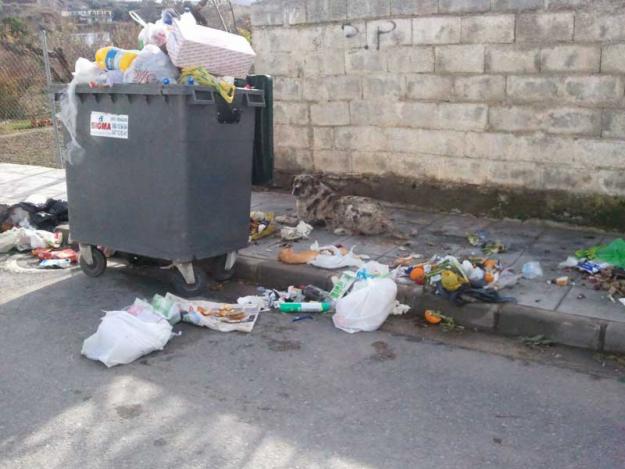 AMIGO, UN PERRO MALTRATADO POR SU ASPECTO. ME PARTE EL CORAZÓN VERLO COMER DE LA BASURA.