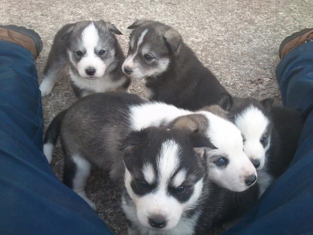 Cachorro de Husky Siberiano