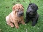 CACHORROS SHAR PEI CON PEDIGREE