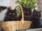 Gatos persas negros - mejor precio | unprecio.es