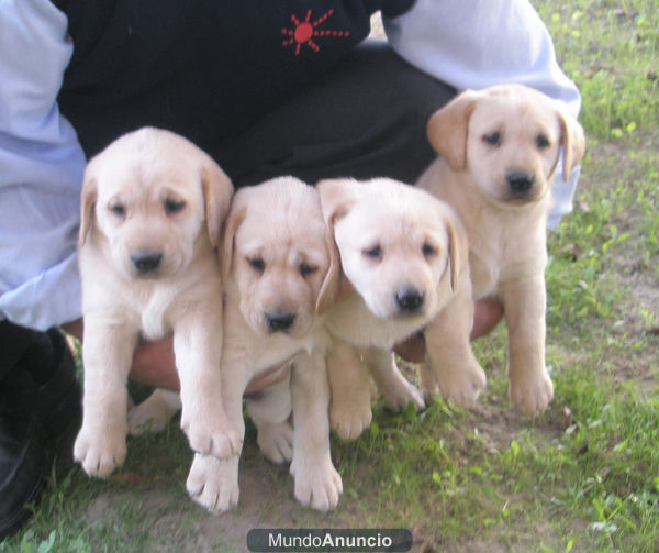 OFERTA LABRADOR RETRIEVER PURA RAZA 250