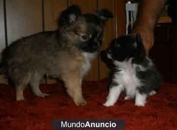 Regalo cachorros de Chihuahua en busca de una familia