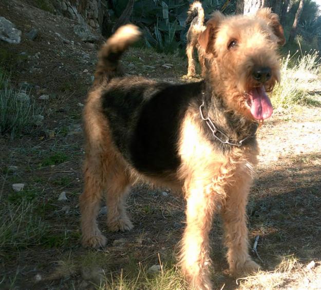 airedale terrier