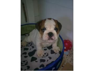 Bulldog ingles para cruces