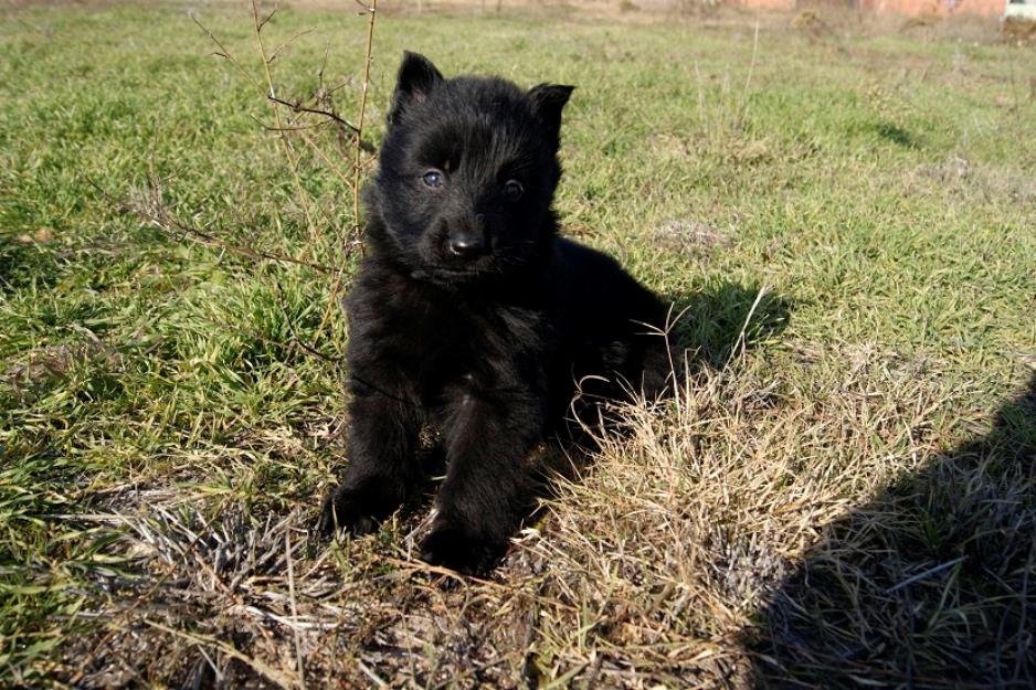 Cachorro pastor aleman