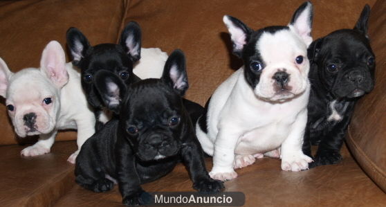 Impresionantes cachorros de bulldog frances