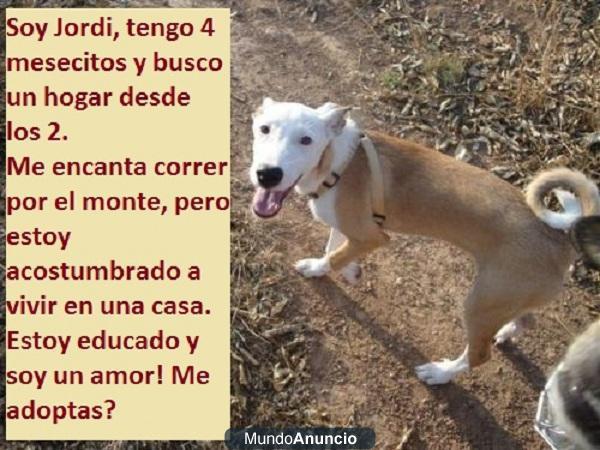 JORDI cachorrito precioso busca un hogar!!!