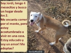 JORDI cachorrito precioso busca un hogar!!! - mejor precio | unprecio.es