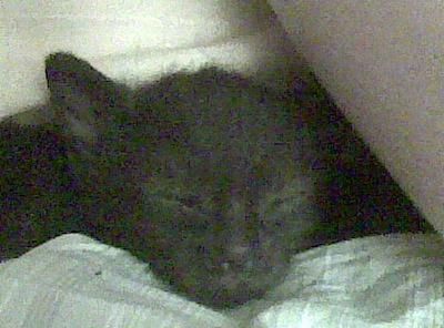 URGE! Regalo gatita de 2 meses negra