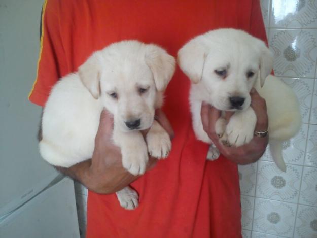 Vendo estos cachorritos de labrador con mes y medio ,enseño padres