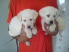 Vendo estos cachorritos de labrador con mes y medio ,enseño padres - mejor precio | unprecio.es