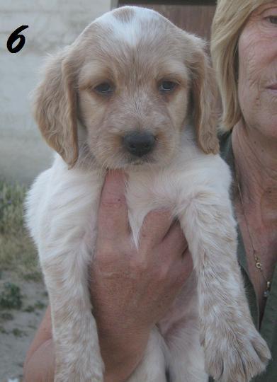 CACHORROS DE BRETÓN CON PEIDGREE