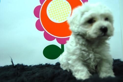 BICHON MALTES! tu cachorrito de compañia//machos y hembras de calidad*****