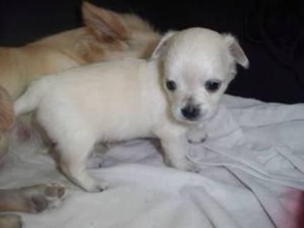 Cachorros Chihuahua machos y hembras para la venta.