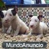 Cachorros  de mini bull terrier