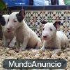 Cachorros de mini bull terrier - mejor precio | unprecio.es