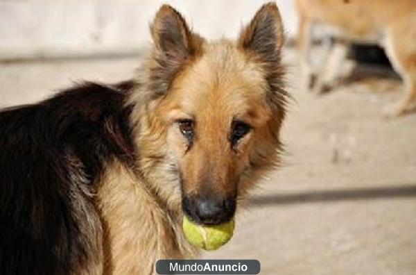 MARQUES pobre perrito necesita ayuda, se nos muere en la protectora!!