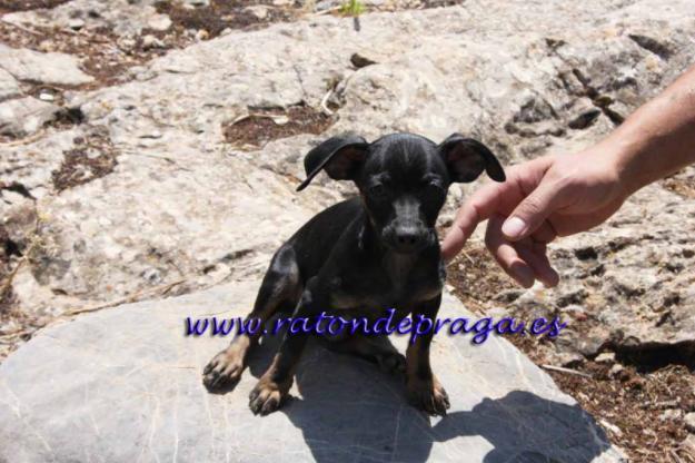 Pinscher Toy  y Westy  150€ Ocasion