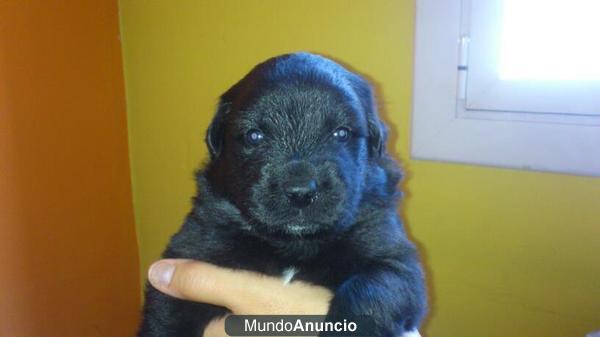 en adopción cachorros de mamá golden