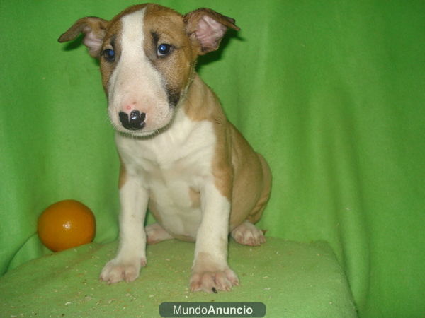 bull terriers en toledo a 650