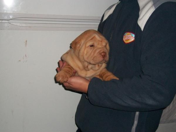 cachorritos de shar-pei