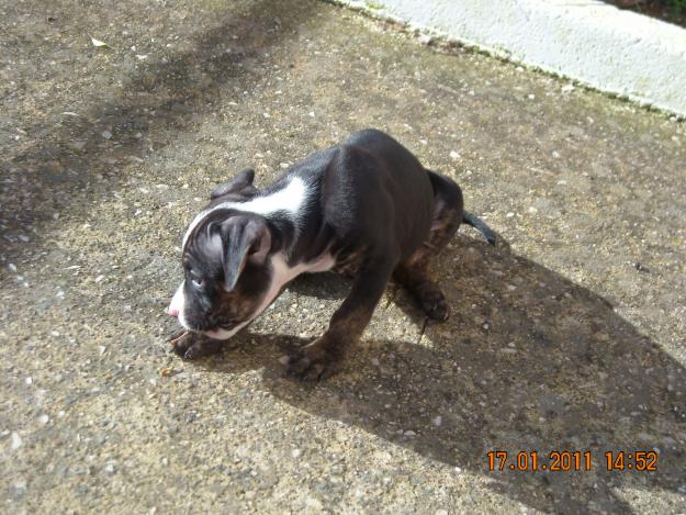 CACHORROS AMERICAN PIT-BULL TERRIER