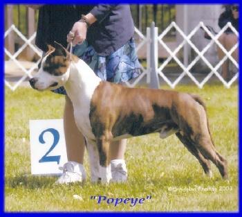 cachorros de american staffordshire