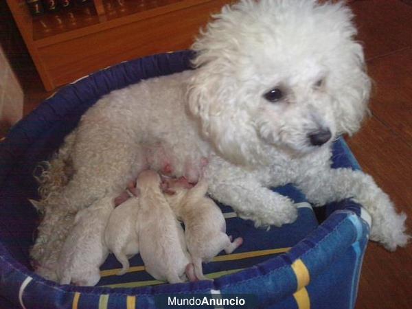 caniche cachorro