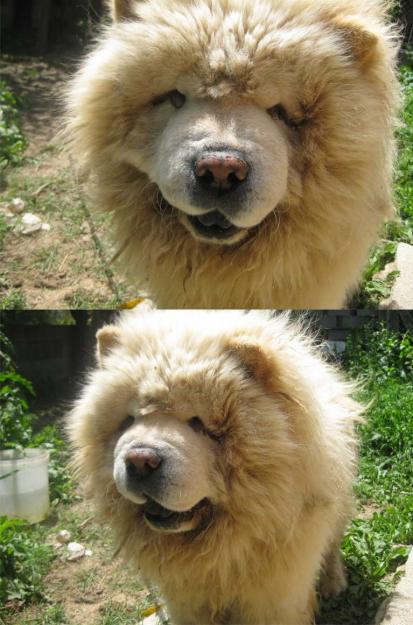 Chow Chow color crema en adopcion