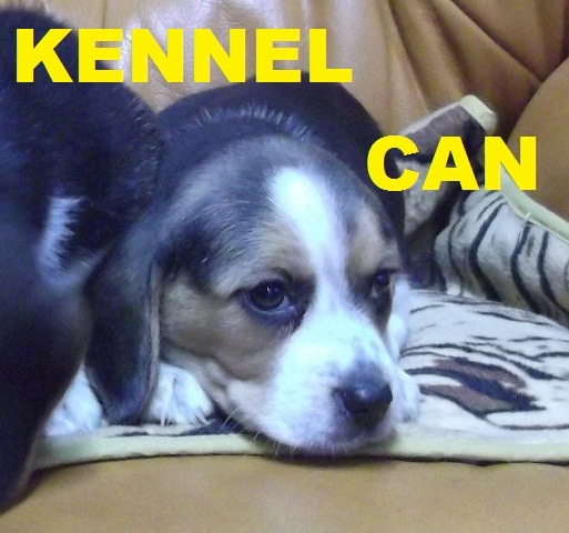 fabulosos cachorros de beagle