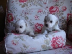 Vendo cachorritos Bichon maltes - mejor precio | unprecio.es