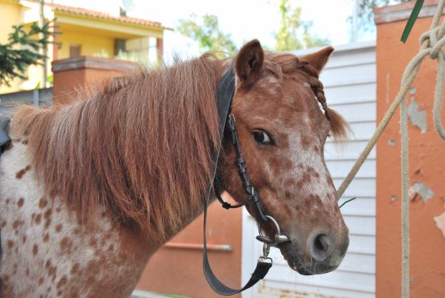 vendo pony apaloosa