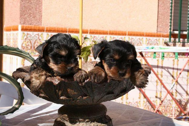 Yorkshires con pedigree y afijo