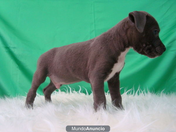 AMERICAN STAFFORDSHIRE BULLTERRIER