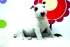 Bull-Terrier ( Blancos con Parches ) Excelentes Camadas - mejor precio | unprecio.es