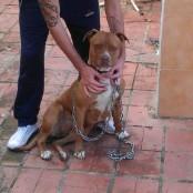 cachorro pitbull